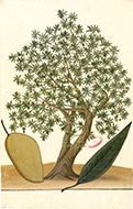 Mangifera indica Mangifera indica
