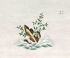 Laminaria japonica Aresch. Laminaria japonica Aresch.