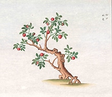 Poncirus trifoliata Poncirus trifoliata