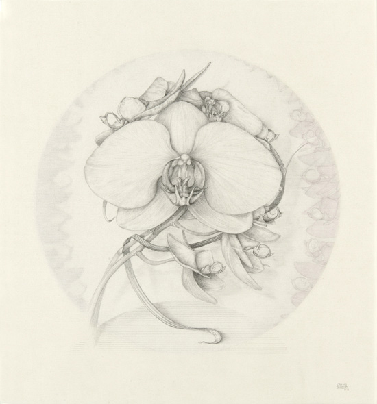Phalaenopsis. Marta Chrino